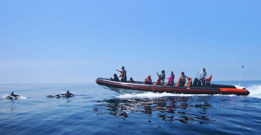 Dolphin Safari and Cave Tour in Vilamoura - Leaving Vilamoura Marina for the open sea