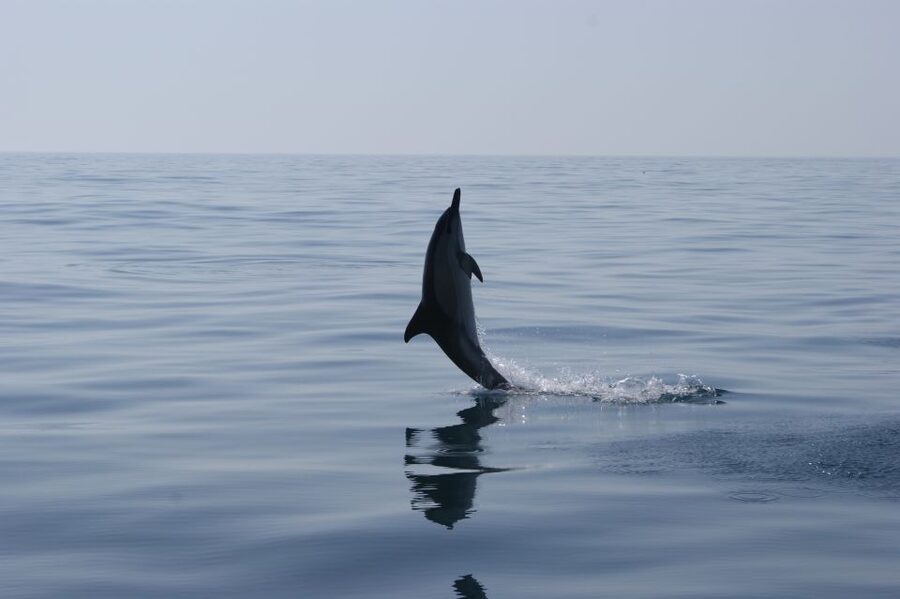 Dolphin Safari and Cave Tour in Vilamoura - Caves, beaches, and Algarve rock formations