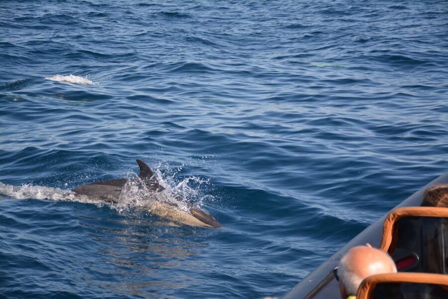 Dolphin Safari and Cave Tour in Vilamoura - The crew, languages, and guiding style