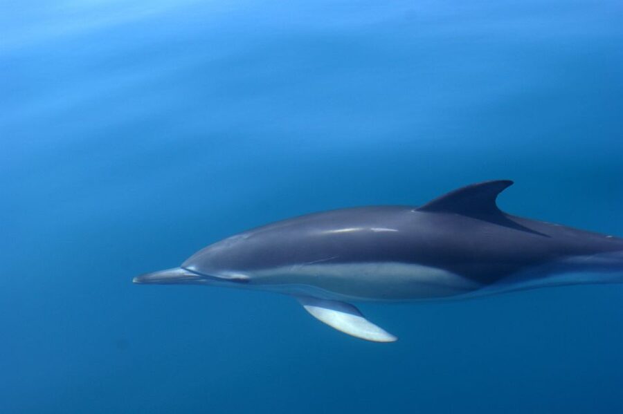 Dolphin Safari and Cave Tour in Vilamoura - Should you book the Vilamoura dolphin safari?