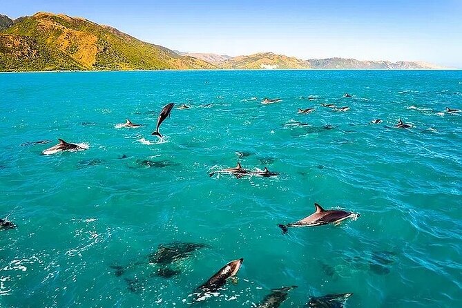 Dolphin, Sea Cave & Captain Cook Snorkel Combo in Kealakekua Bay - Key points to know before booking