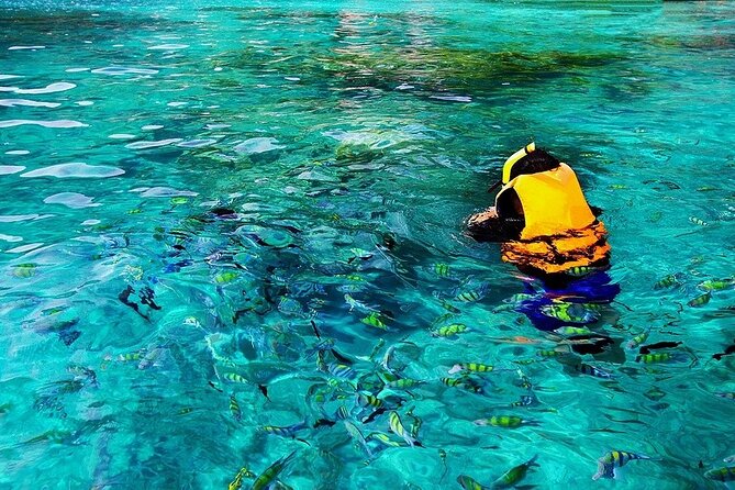 Dolphin, Sea Cave & Captain Cook Snorkel Combo in Kealakekua Bay - Is $83.95 a fair price?