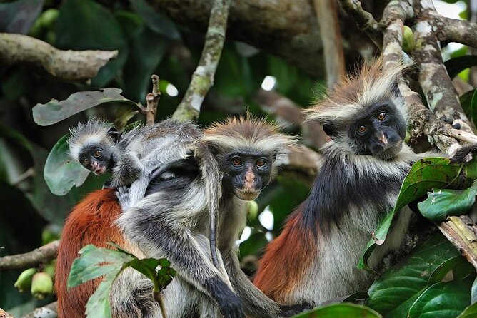 Dolphin tour, Jozani Forest, Jambiani Kuza Cave, Paje Beach &The Rock restaurent - What this $130 Zanzibar day is really buying