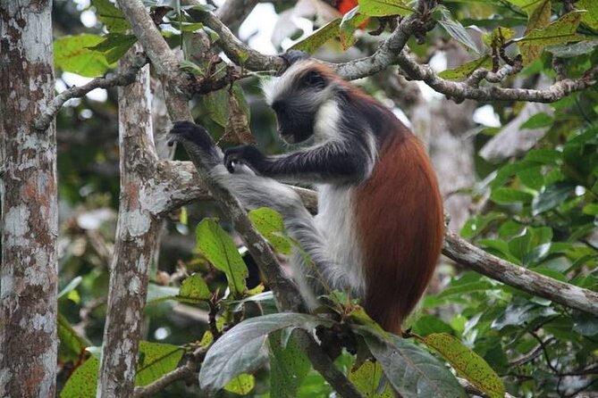 Dolphin tour, Jozani Forest, Jambiani Kuza Cave, Paje Beach &The Rock restaurent - Jozani Forest and its red colobus monkeys