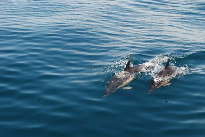 Dolphin Watching and Caves Cruise - Entering the Benagil cave