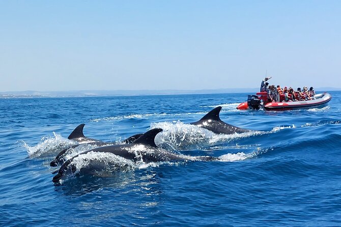 Dolphins Search and Benagil Caves from Albufeira - Leaving Albufeira Marina on a semi-rigid boat
