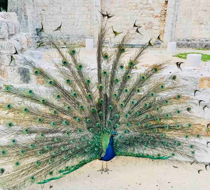 Dubrovnik: Lokrum Island and Betina Cave Boat Tour - Lokrum: two hours among peacocks and monastery ruins