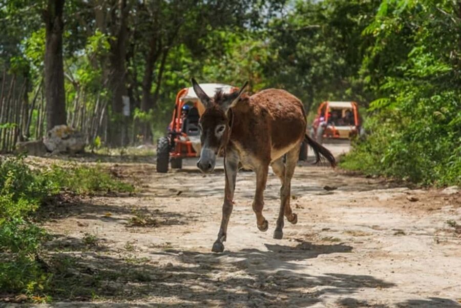 Flintstones Buggy, Cave and Adventure in Bavaro - Coffee at a Dominican home and colmado