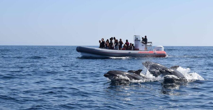From Albufeira: Benagil Caves and Dolphins Guided Boat Tour - Key points at a glance
