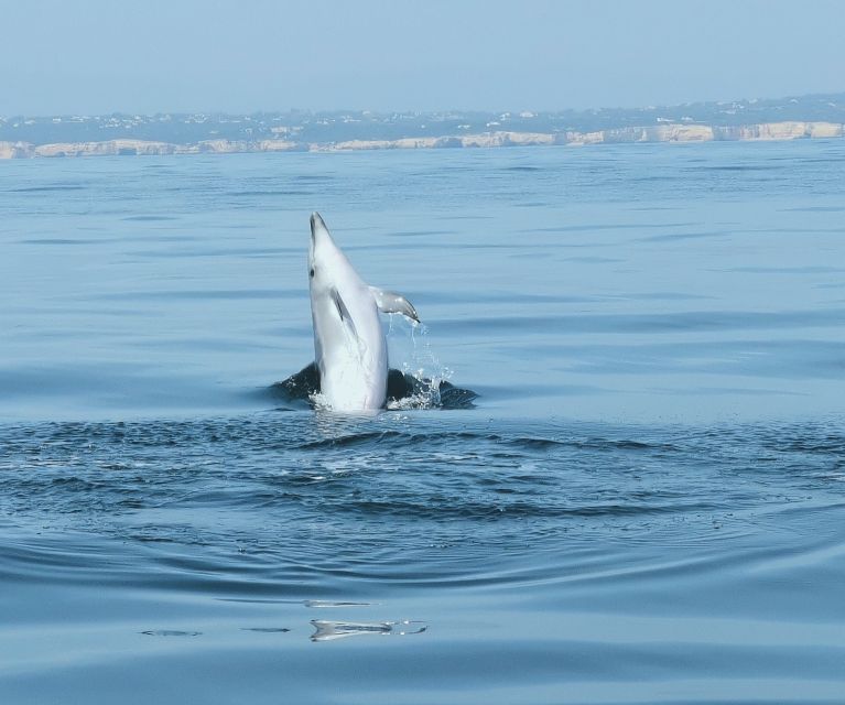 From Albufeira: Benagil Caves and Dolphins Guided Boat Tour - Swimming when the sea allows it