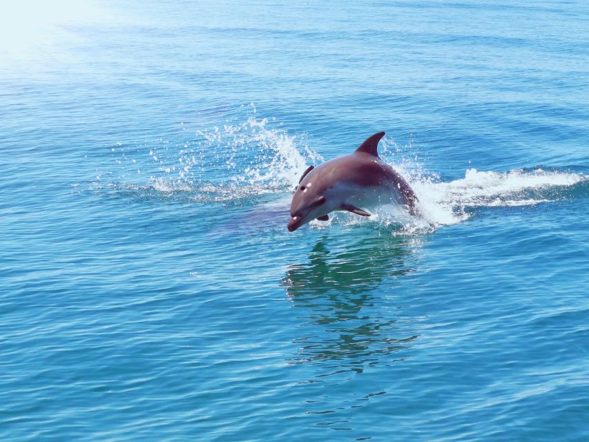 From Albufeira: Benagil Caves and Dolphins Guided Boat Tour - The guides make the difference