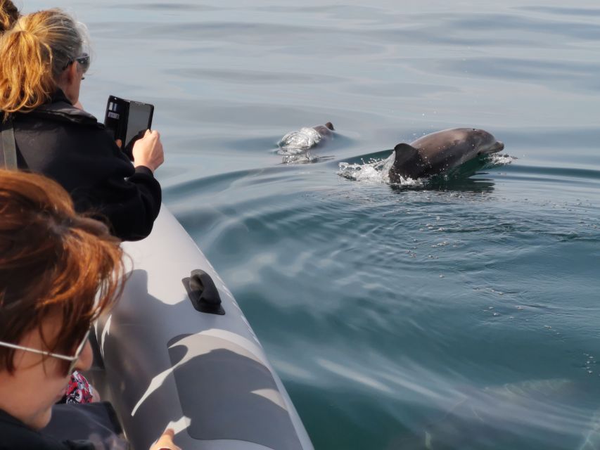 From Albufeira: Benagil Caves and Dolphins Guided Boat Tour - What the $35 price includes