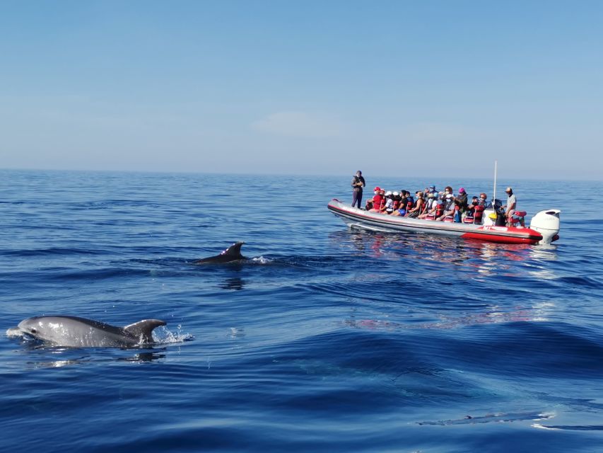 From Albufeira: Benagil Caves and Dolphins Guided Boat Tour - The ride from Albufeira toward Benagil