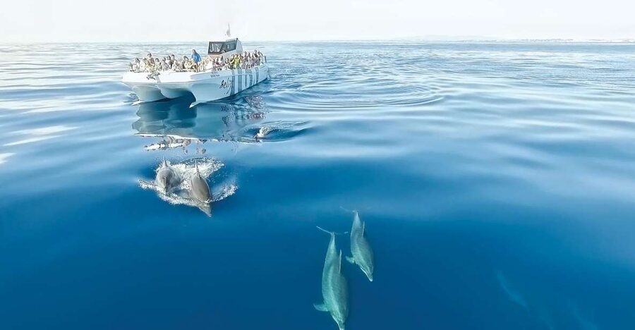 From Albufeira: Dolphins and Caves 2.5-Hour Boat Trip - Leaving Albufeira Marina on the Belize Terceiro