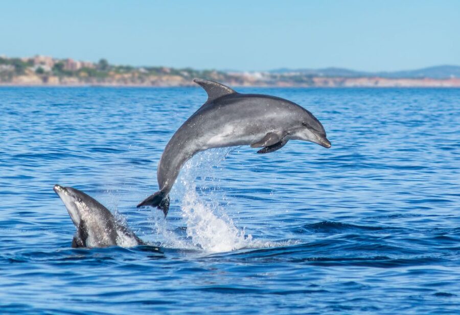From Albufeira: Dolphins and Caves 2.5-Hour Boat Trip - Speed, spray, and what to wear