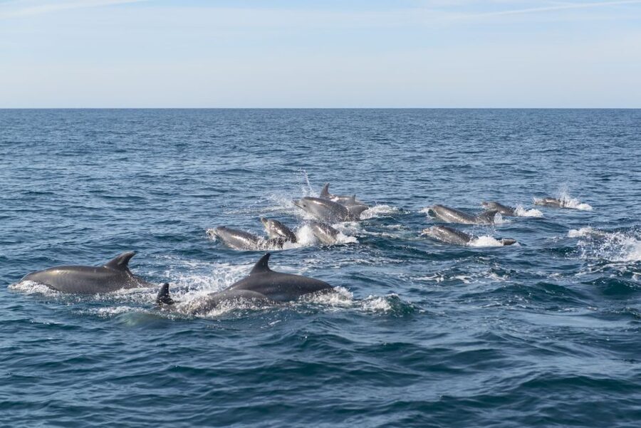 From Albufeira: Dolphins and Caves 2.5-Hour Boat Trip - What makes the guiding worth hearing