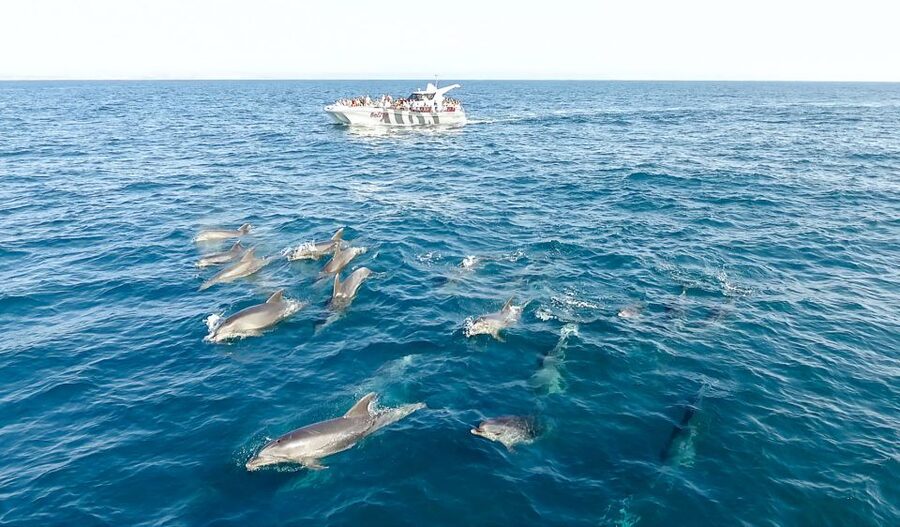 From Albufeira: Dolphins and Caves 2.5-Hour Boat Trip - Is $34 good value for 2.5 hours?