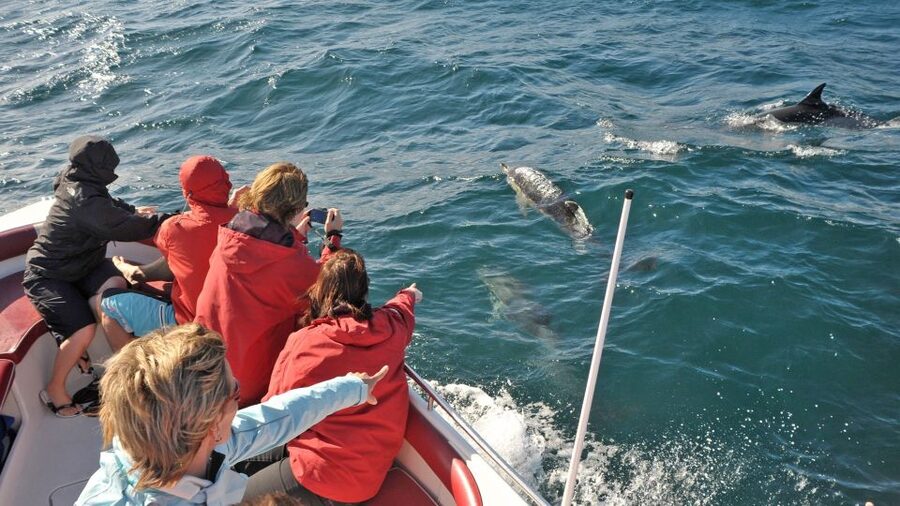 From Albufeira: Dolphins and Caves 2.5-Hour Boat Trip - Searching for dolphins in open water