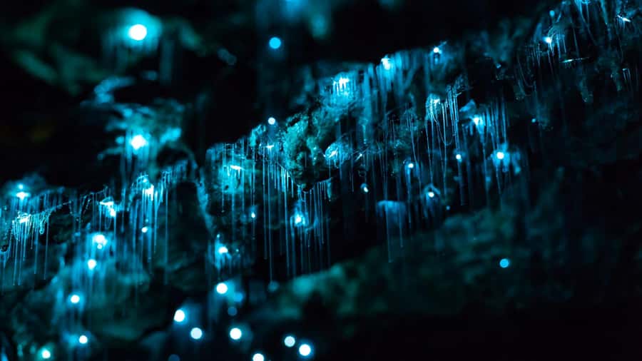 From Auckland: Day Trip to Waitomo Glow Worm Caves - Your short break at Waitomo Homestead