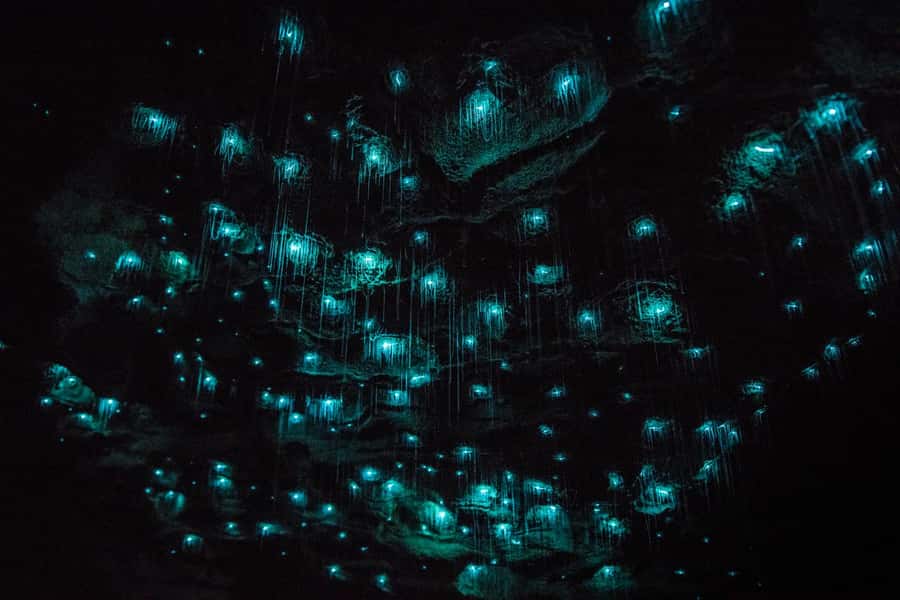 From Auckland: Day Trip to Waitomo Glow Worm Caves - Inside the Waitomo Glowworm Caves