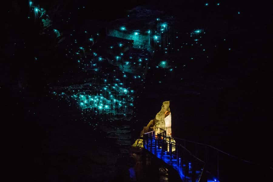 From Auckland: Day Trip to Waitomo Glow Worm Caves - The guides make or break a long day