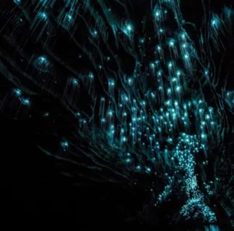 From Auckland: Day Trip to Waitomo Glow Worm Caves - Who will get the most from this tour