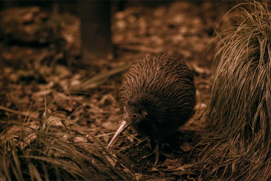 From Auckland: Waitomo Caves and Kiwi House Group Tour - Key points to know before you book