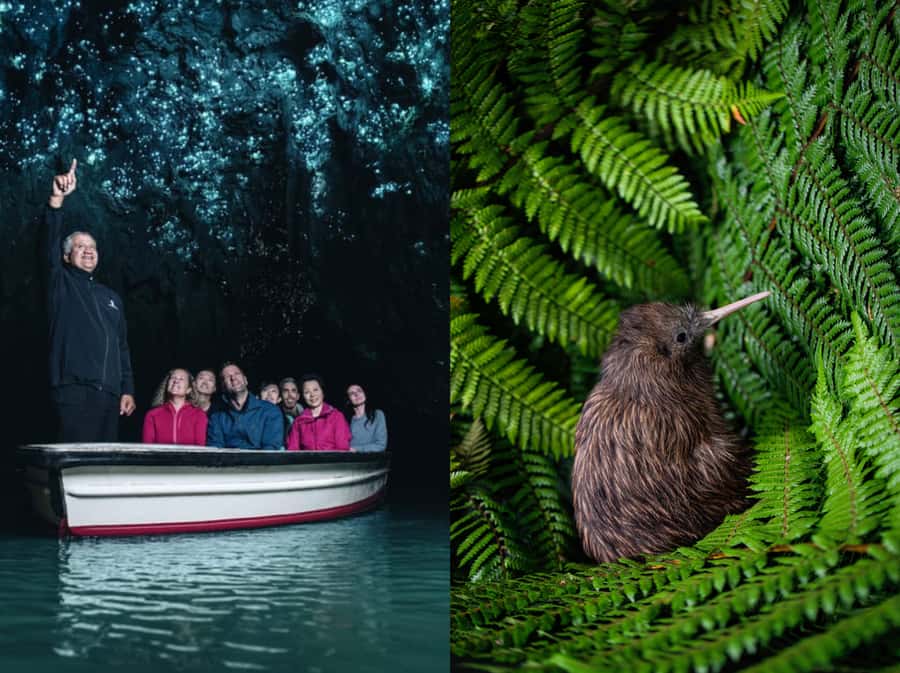 From Auckland: Waitomo Caves and Kiwi House Group Tour - An hour for lunch in Otorohanga