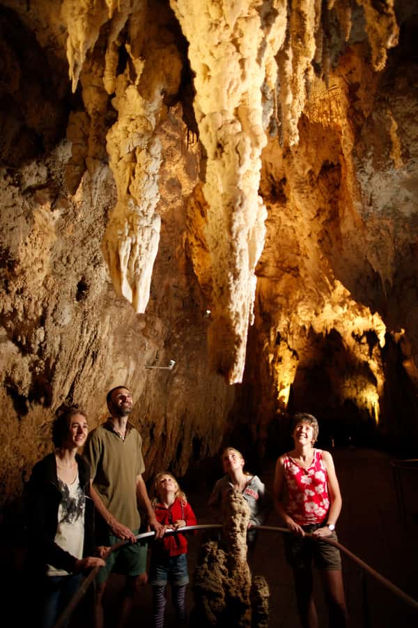 From Auckland: Waitomo Caves and Kiwi House Group Tour - Is $209 good value for a nine-hour day?