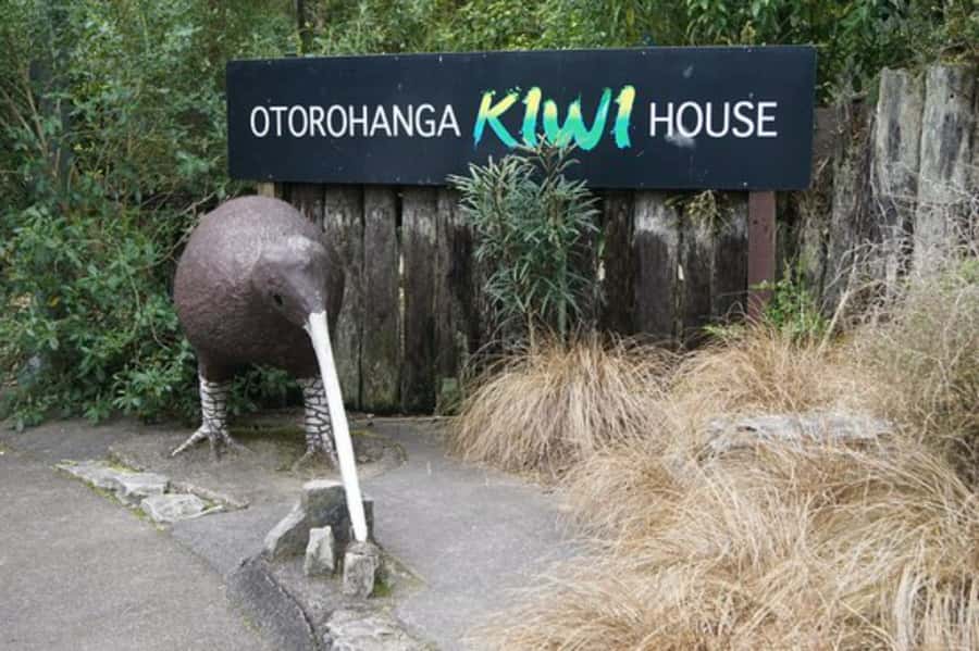 From Auckland: Waitomo Caves and Kiwi House Group Tour - Should you book the Waitomo and Kiwi House tour?
