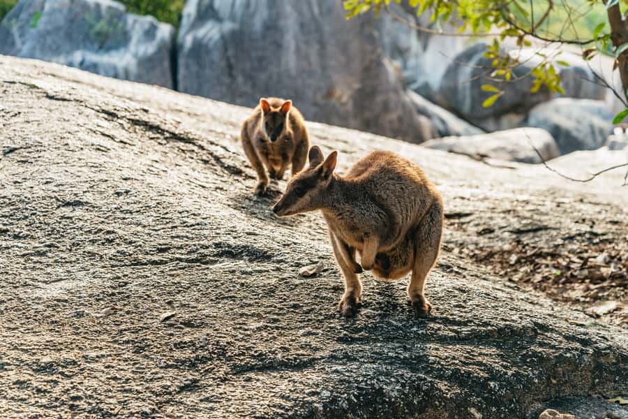 From Cairns: Chillagoe Caves and Outback Full-Day Tour - Skybury Coffee Plantation gives the morning a gentle start