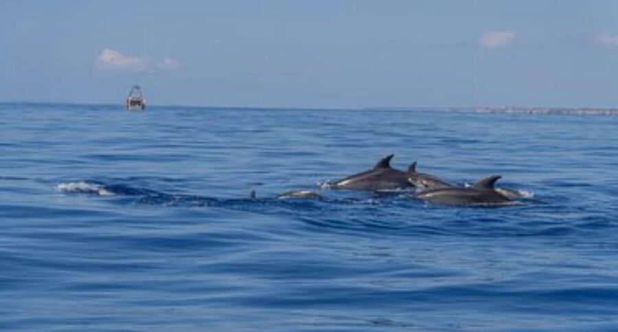 From Can Picafort: Dolphin Watching and Cave Boat Trip - What to pack for a dry and comfortable ride