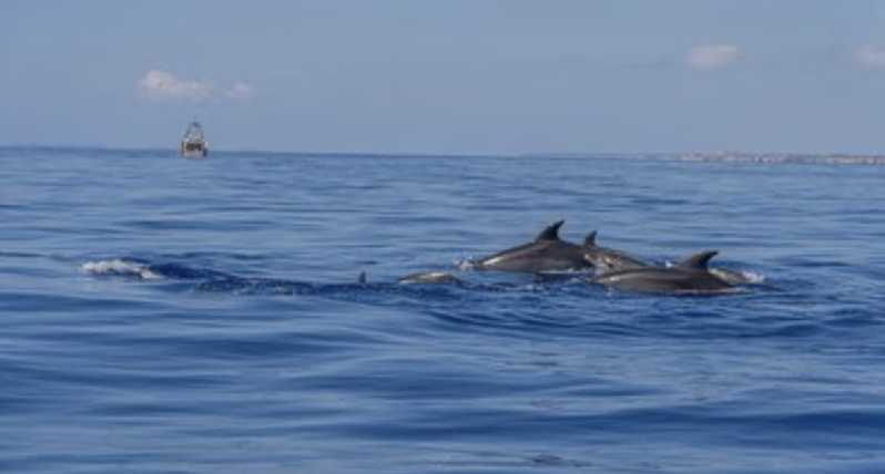 From Can Picafort: Dolphin Watching and Cave Boat Trip - Sunrise over the Mediterranean