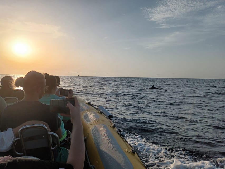 From Can Picafort: Dolphin Watching and Cave Boat Trip - Searching for dolphins in open water