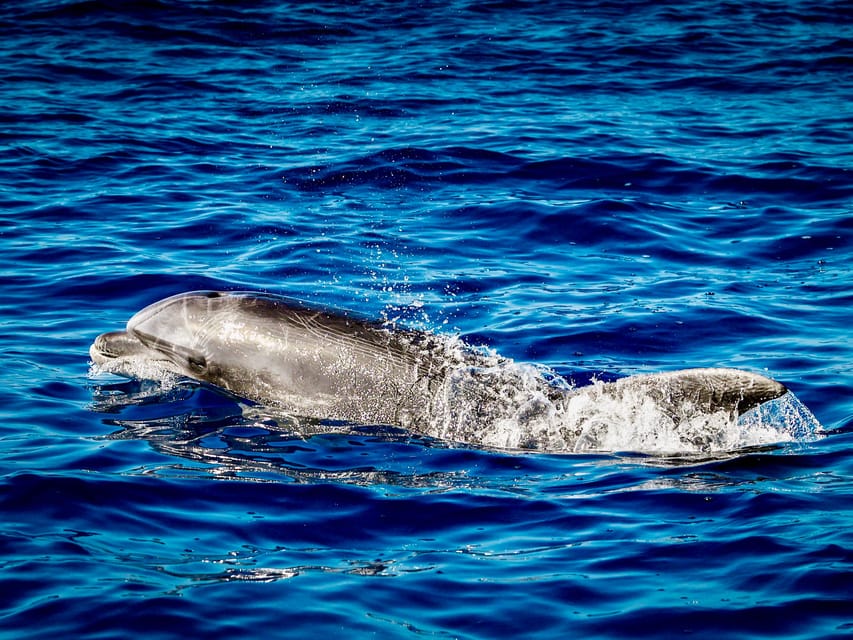 From Can Picafort: Dolphin Watching and Cave Boat Trip - Swimming near Es Coll Baix