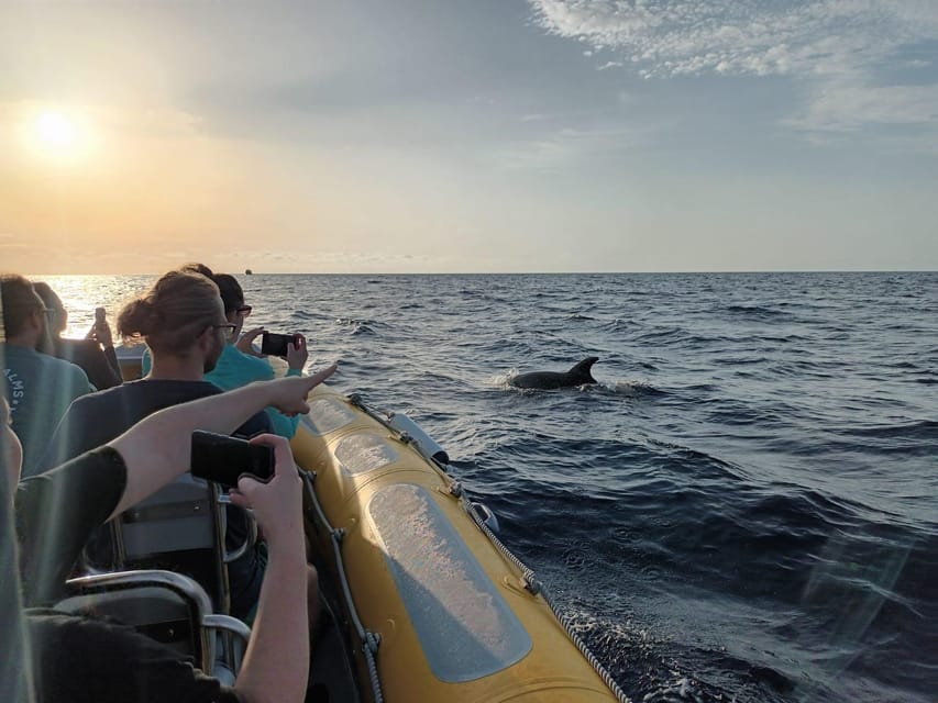From Can Picafort: Dolphin Watching and Cave Boat Trip - Is $82 a fair price?