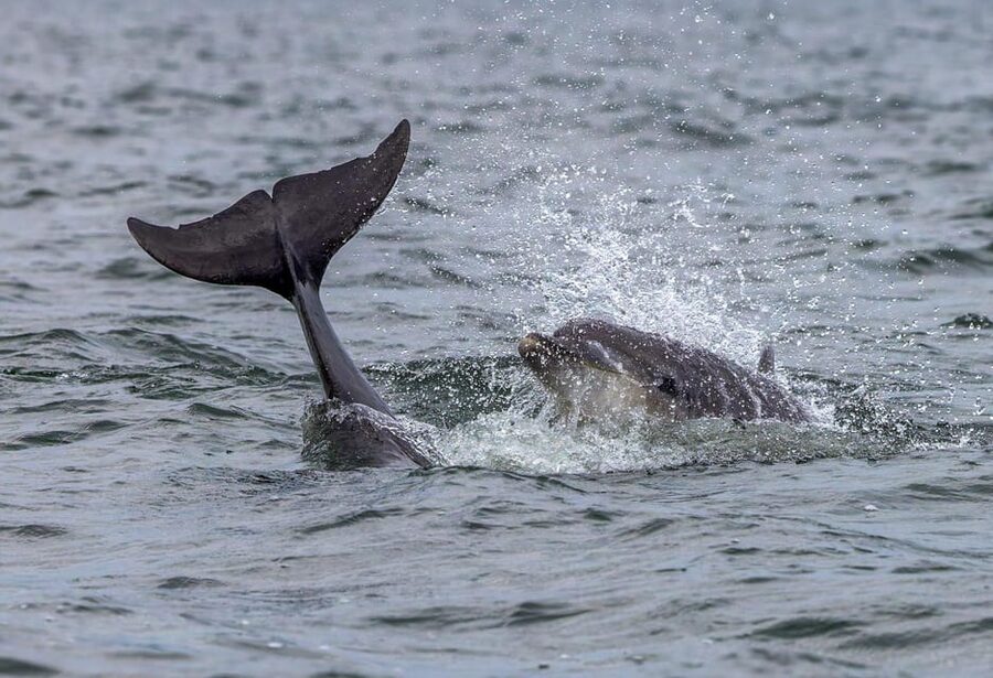 From Can Picafort: Dolphin Watching and Cave Boat Trip - Finding the grey speedboat at Can Picafort harbour