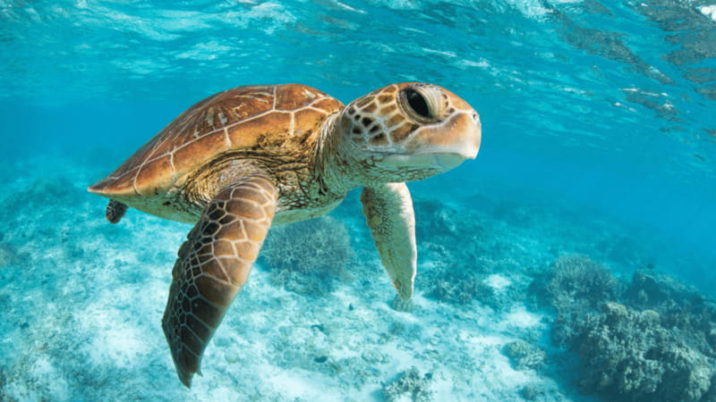 From Cancun: Tulum, Cenote and Turtle Swim Tour at Akumal - Guides and drivers make a real difference
