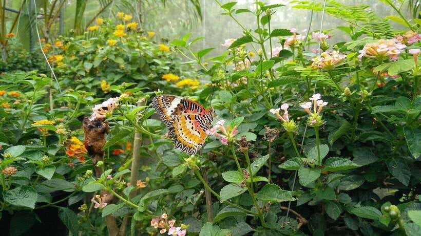 From Chiang Mai: Chiang Dao Cave & 5 Hill Tribe Villages - Should You Book It?