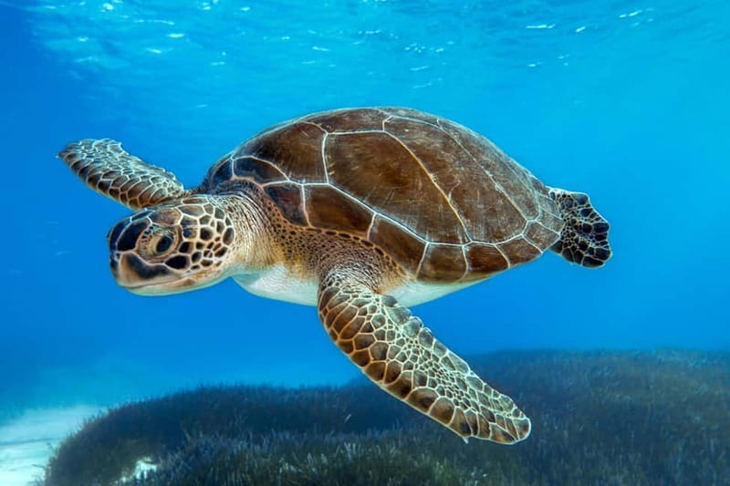 From Protaras: Cruise to Blue Lagoon, Turtle Cove & Sea Cave - Key points before you book