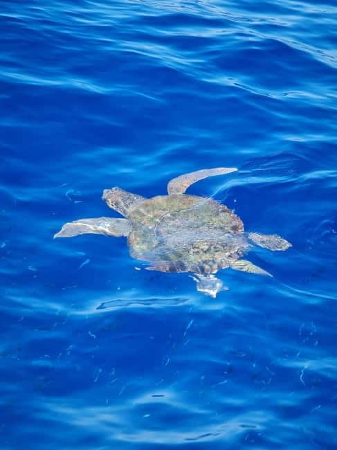 From Sorrento: Capri Boat Tour with Blue Grotto Visit - Is the $141.61 price good value?