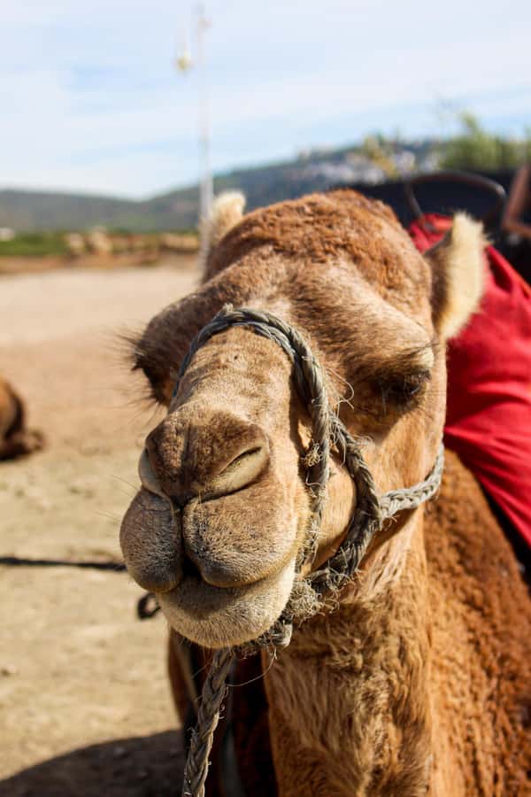 From Tangier: Cap Spartel and Hercules Cave with Camel Ride - Who should book this Tangier experience?