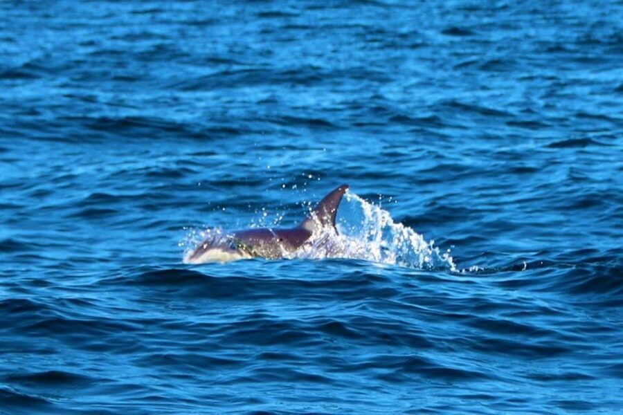 From Vilamoura: 2.5-Hour Benagil Cave and Dolphins Boat Tour - Should you book the Benagil and dolphin tour?