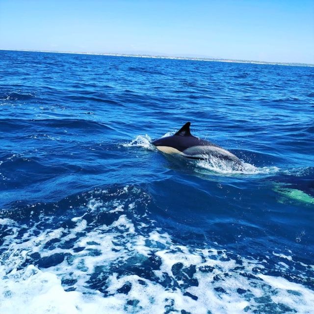 From Vilamoura: 2.5-Hour Benagil Cave and Dolphins Boat Tour - Leaving Vilamoura Marina on a 2.5-hour outing