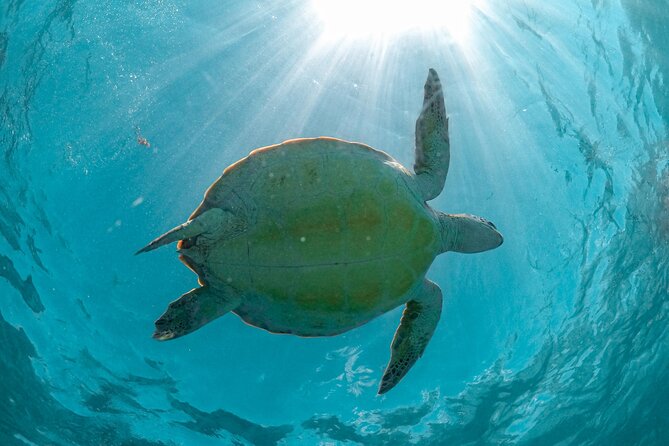 Full Day Tulum Ruins Tour Cenote and Swimming with Sea Turtles - Guides, drivers, and the pace of the day