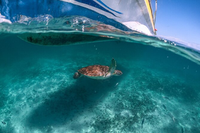 Full Day Tulum Ruins Tour Cenote and Swimming with Sea Turtles - Who should book this tour?