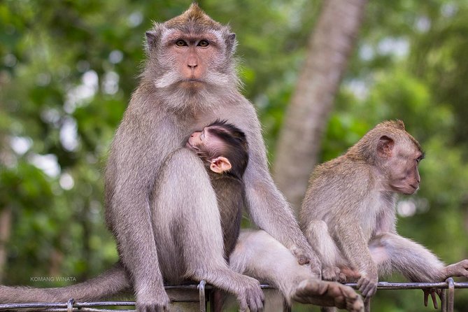 Gorilla Cave ATV Bali Ubud, Monkey Forest, Temple, and Lunch - Guides Are a Major Part of the Experience