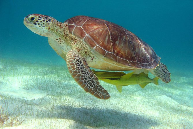 Half-Day Sea Turtle and Cenote Snorkeling Tour from Cancun & Riviera Maya - The early pickup matters more than it looks