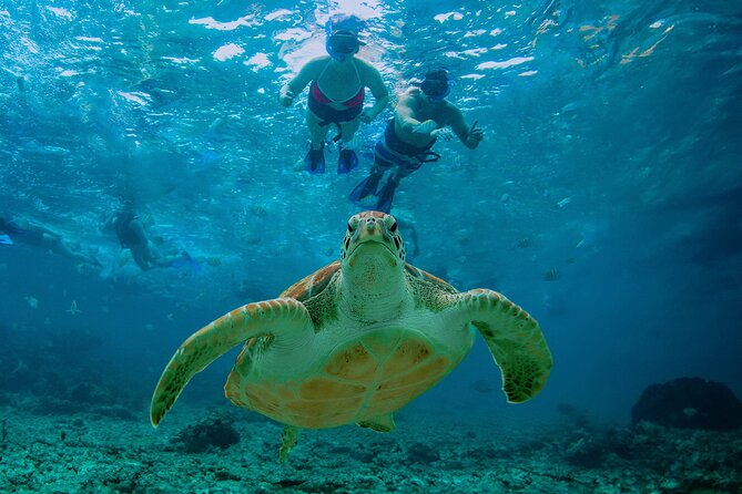 Hidden Cenote Swim: Snorkeling, Sea Turtles and Beachside Lunch - A cold start inside an ancient cenote