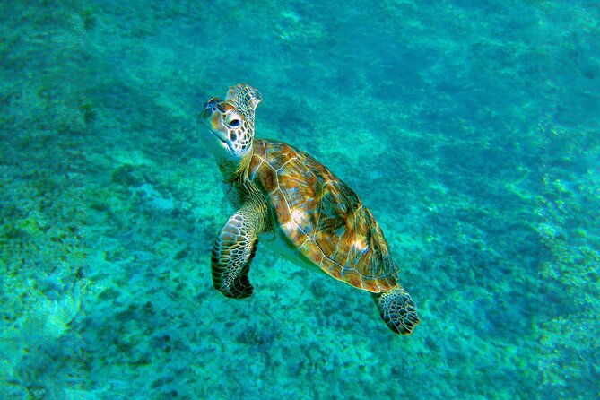 Hidden Cenote Swim: Snorkeling, Sea Turtles and Beachside Lunch - Who will enjoy this tour most